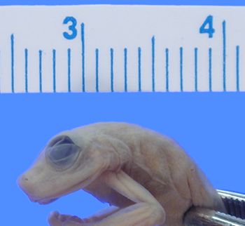 Media type: image; Herpetology A-16003